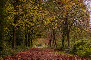 Wandelen door de herfstkleuren. van Robby's fotografie