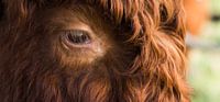 Schotse Highlander
