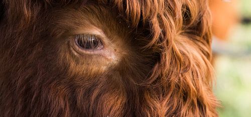 Schotse Highlander van Roland Swennen