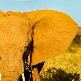 L'éléphant d'Afrique sur Peter Michel