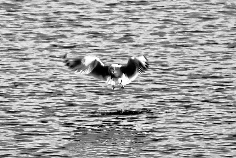 Foraging bird by Norbert Sülzner