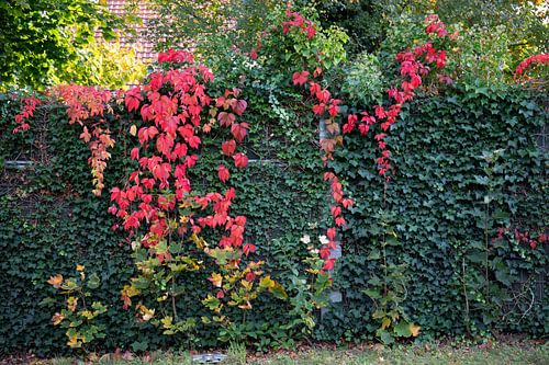 De kleuren van de herfst in verschillende pracht