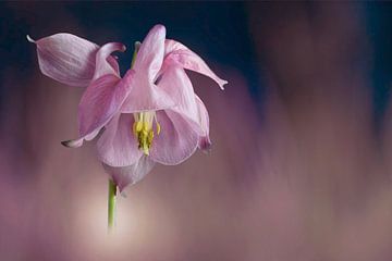 flower, purple