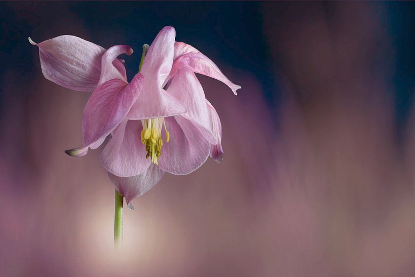 flower, purple by Mark Rademaker