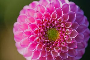 bobblehead dahlia