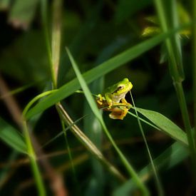 Laubfrosch von Wendy Hilven