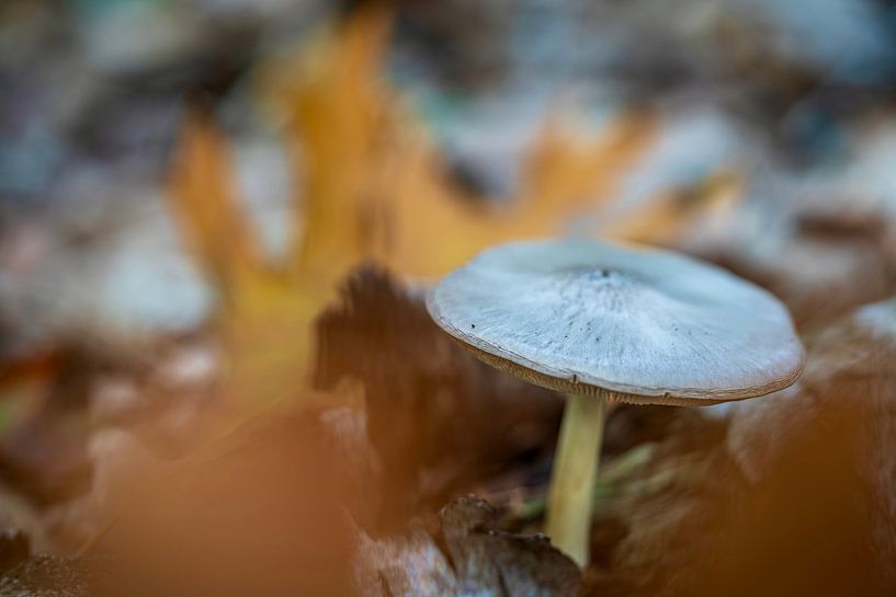 de Herfst is aangebroken van Pixel Meeting Point
