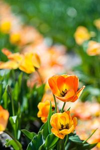 Goldene Tulpen