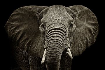 Elephant by Sasha Donker