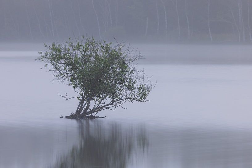 Dwingelderveld - Drenthe (Netherlands) by Marcel Kerdijk