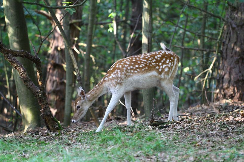 Hert in de Amsterdamse Waterleidingduinen van Ab Donker