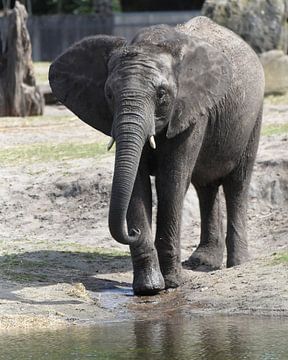 Jonge olifant op weg naar een drinkpoel van Rini Kools