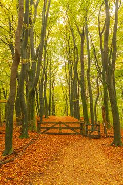 Path through a beech tree forest during autumn by Sjoerd van der Wal Photography