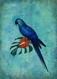 Hyacinth Macaw by Lucia