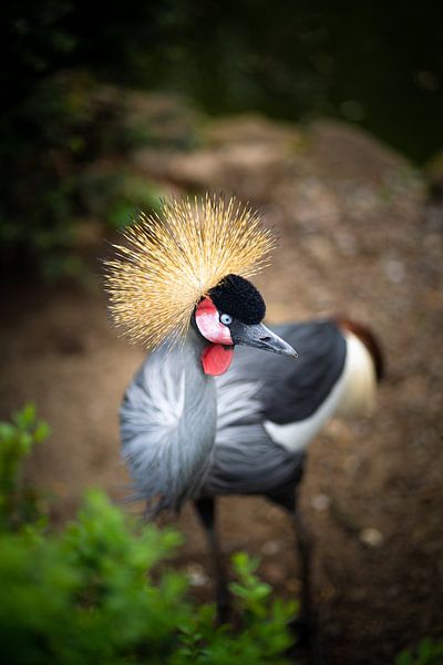 Kronenkranich von Tierfotografie.Harz