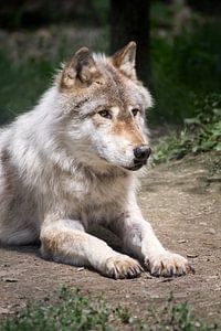 Loup couché dans le PN Yoho, Canada