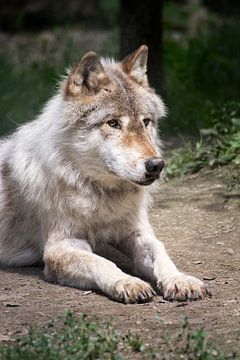 Liggende wolf in Yoho NP, Canada