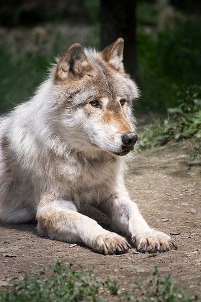 Liggende wolf in Yoho NP, Canada van Christa Thieme-Krus