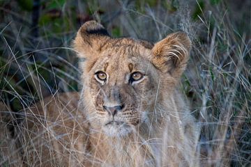 Zuid-Afrika | Krugerpark | Leeuw van Claudia van Kuijk