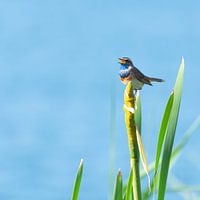 Singing bluethroat