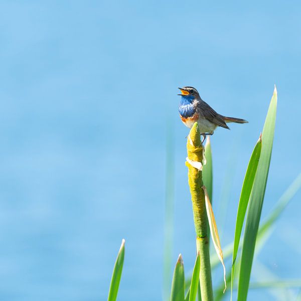 Singing bluethroat by Jan van Meegen