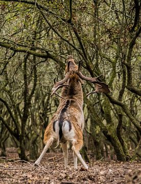 Fallow deer. by Robert Moeliker