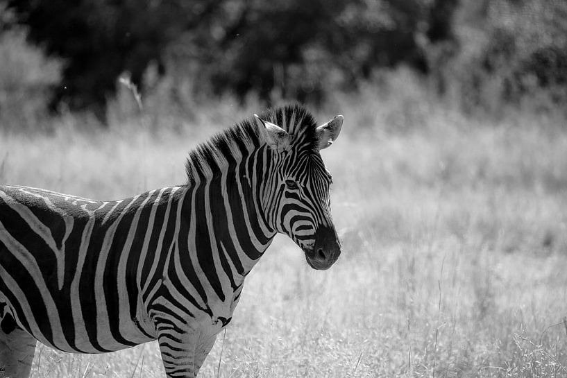 Zebra in schwarz-weiß von Jarno Dorst