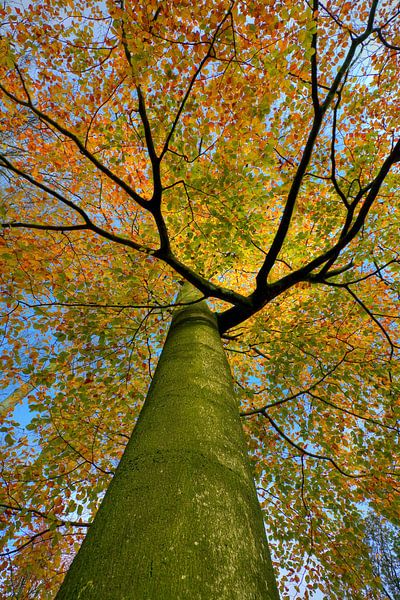 Arbre d'automne en pleine couleur. par Rob Christiaans