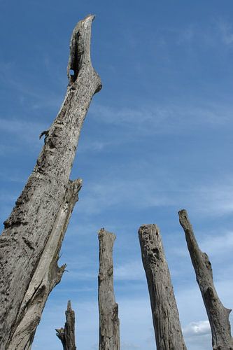 Bomen tot in de hemel