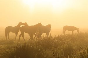 Chevaux dans le brouillard sur Sander van der Werf