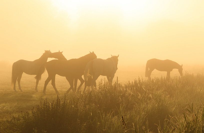 Paarden in de mist van Sander van der Werf