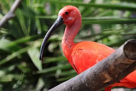 Tiere und Natur von Lennart Mans