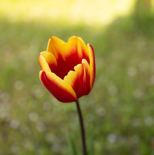 Een echte Hollandse tulp tussen het lentegroen