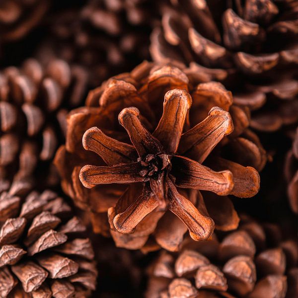 Pine cone nature by Poster Art Shop