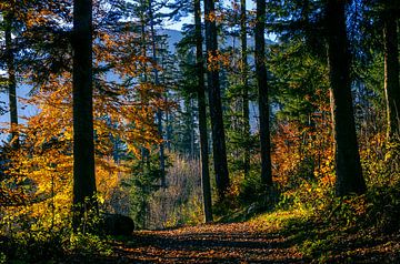 Waldweg im Herbst von artpictures.de