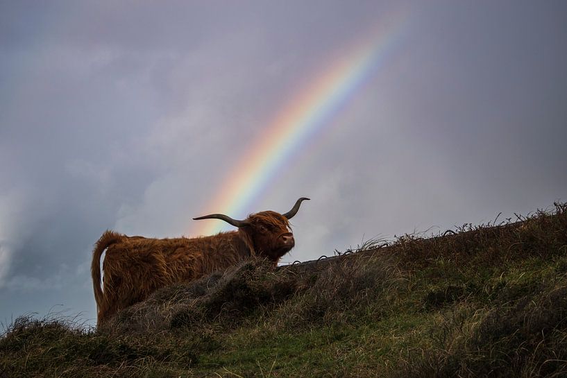 Bovins Highland avec arc-en-ciel par Dustin Musch