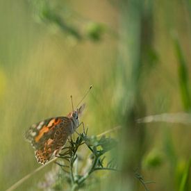 Thistle butterfly by Kim Meijer