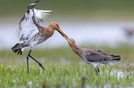 Twee Vechtende Grutto's in Actie van Thijs Schouten thumbnail