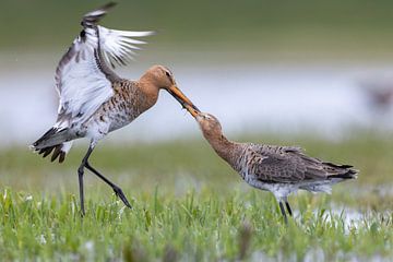 Twee Vechtende Grutto's in Actie