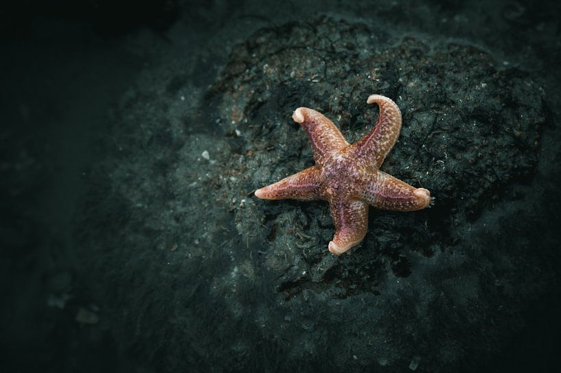 Seestern von Peter Deschepper