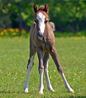 Young foal