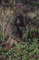 Baboon