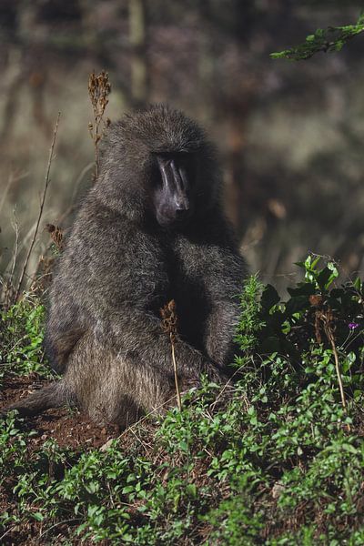 Baboon by G. van Dijk