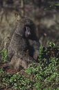 Baboon by G. van Dijk thumbnail