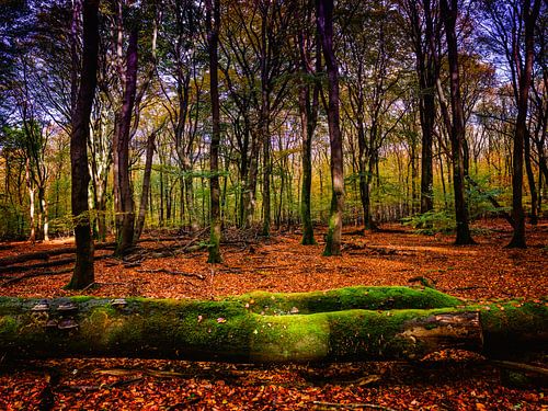 Forêt de Speulder 4