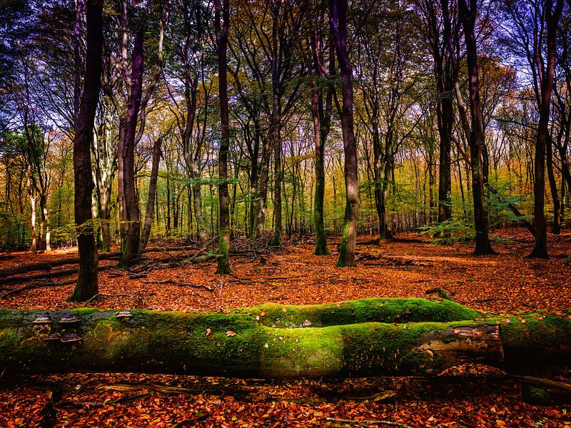 Speulder Wald 4 von Henk Leijen