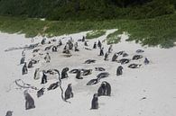 Pinguine am Strand von Quinta Dijk Miniaturansicht