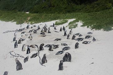 Penguins on the beach by Quinta Dijk