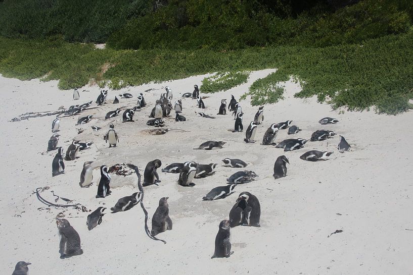 Pinguine am Strand von Quinta Dijk
