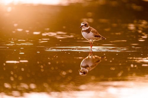 Gouden Uren Reflectie Strandloper in Avondlicht Amerikaanse Bontbekplevier
